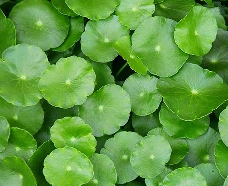 CENTELLA ASIATICA EXTRACT