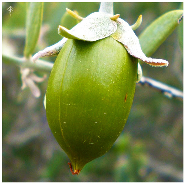 ORGANIC JOJOBA OIL