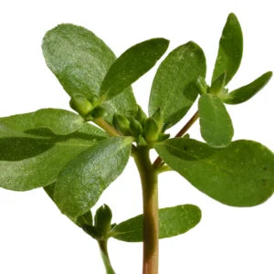 Portulaca Oleracea Extract