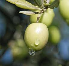 ORGANIC Olive Squalane