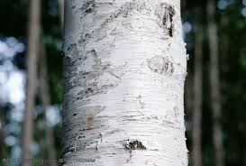 Organic Birch Tree Juice