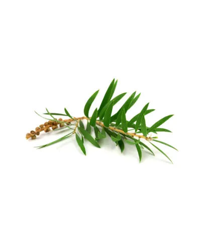 Organic Tea Tree Oil